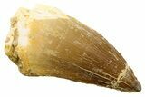 Fossil Mosasaur (Thalassotitan) Tooth - Morocco #341506-1